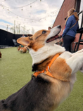 Sir Spamalot the corgi, CaniBrush's First Consumer and Chief Taste Officer